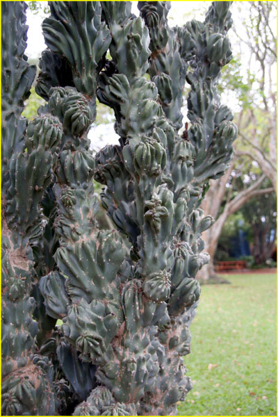 Plants-031