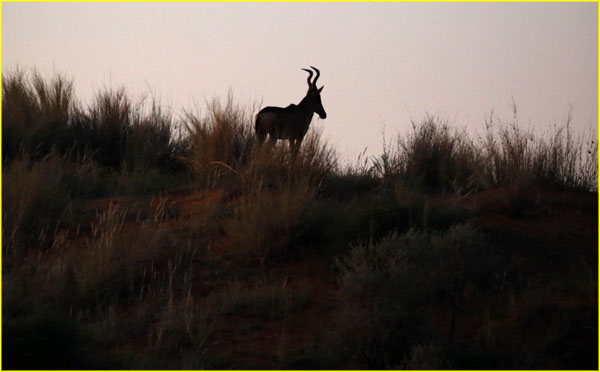 Mammals-022