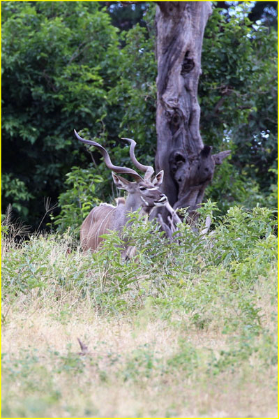 Mammals-023