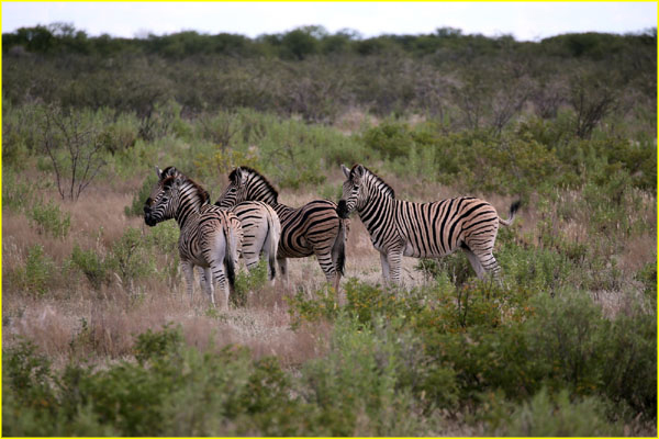 Mammals-030