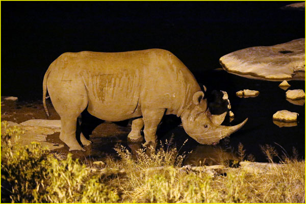 Mammals-035