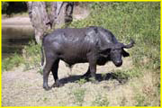 Mammals-034