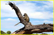 Mammals-038