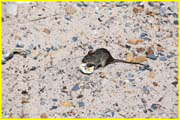 Mammals-051