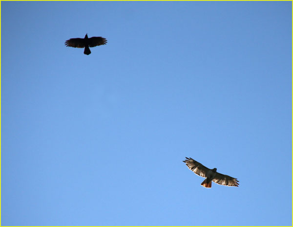 06 Crow and red-tailed hawk