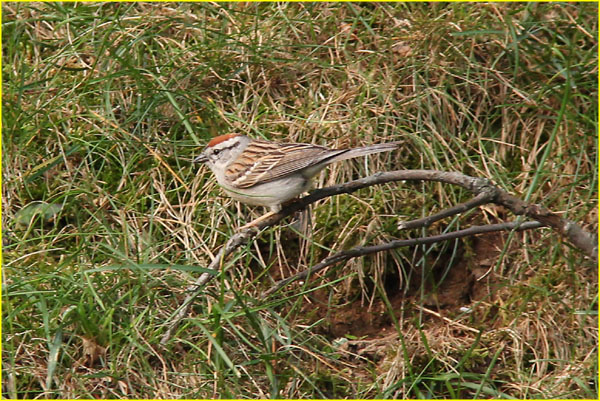 15 Tree sparrow