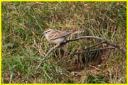 15 Tree sparrow