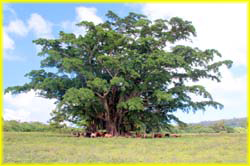 FijiVanuatuMain-034