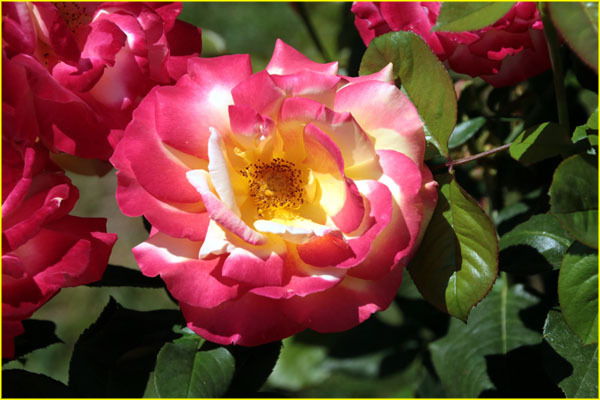 Flowers-040