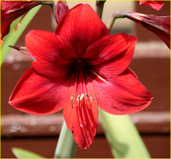 Flowers-059