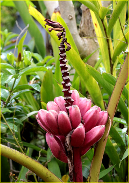 Flowers-063