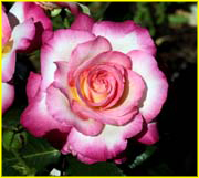Flowers-052