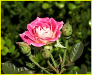 Flowers-054