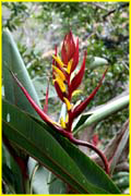 Flowers-058