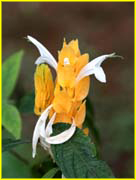 Flowers-061
