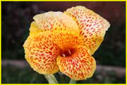 Flowers-062