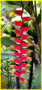 Flowers-064