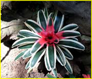 Flowers-066