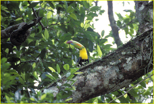 38 Tikal - touckan