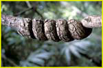 37 Tikal - vine knot