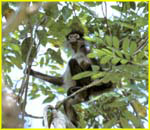 40 Tikal - monkey