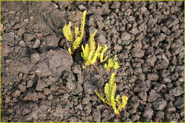 Hawaii flora-32