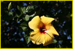 Hawaii flora-09
