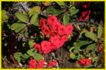 Hawaii flora-46