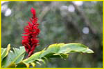 Hawaii flora-56