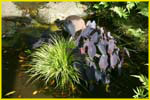 Hawaii flora-58