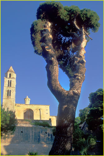 21 Chiesa di San Francesco, Trani