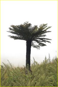 A palm tree in fog :) Blyde River Canyon