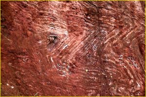 Rock "waves" at a geologic trail near Barberton, RSA