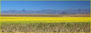 Drakensberg Mountain Range from a distance