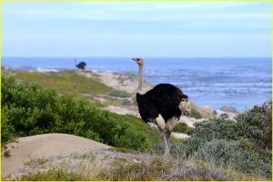 Male ostriches in Cape of Good Hope Nature Reserve, RSA