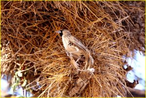 Sociable weaver bird nest, Kgalagadi Transfrontier Park, RSA
