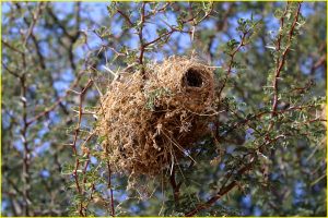 Domed nest in Kgalagadi Transfrontier Park, RSA