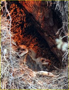 Nest of a Verreaux's eagle-owl with chicks (and a mouse!), Kgalagadi Transfrontier Park, RSA