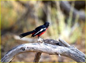 Crimson-breasted shrike, Kgalagadi Transfrontier Park, RSA