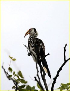 Southern yellow-billed hornbill, Etosha National Park, Namibia