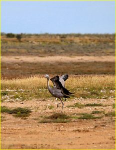 Blue crane, Etosha National Park, Namibia