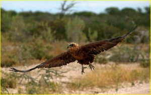 Unidentified raptor, Etosha National Park, Namibia