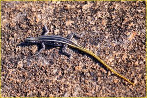 Female flat lizard, Matobo National Park, Zimbabwe