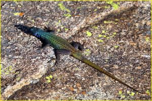 Male flat lizard, Matobo National Park, Zimbabwe