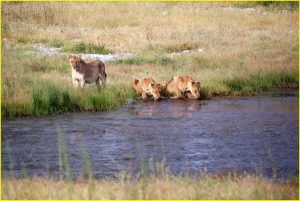 Three lionesses at Aus waterhole in Etosha NP, Namibia