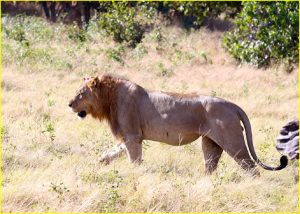Sighting in Chobe National Park, Botswana