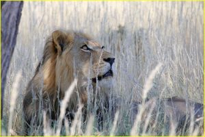 Sighting in Kgalagadi Transfrontier Park, Republic of South Africa