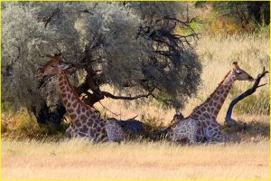 Handsome pair in Kgalagadi Transfrontier Park, Republic of South Africa