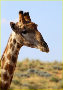 Hi! Kgalagadi Transfrontier Park, Republic of South Africa