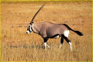 Gemsbok in Kgalagadi Transfrontier Park, Republic of South Africa